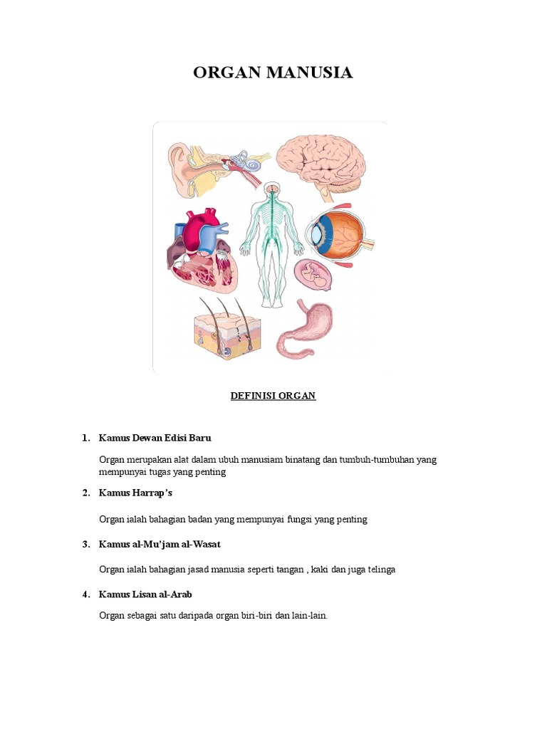 derma organ dalam islam