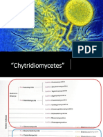 Chytridiomycetes