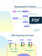 Bone Morphogenetic Proteins (BMPs) Signaling Pathways