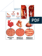 Tipos de Musculos