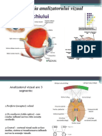 Oftalmologie Anatomie