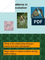 Patterns in Insect Evolution