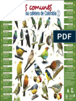 afiche-aves-comunes-1.pdf
