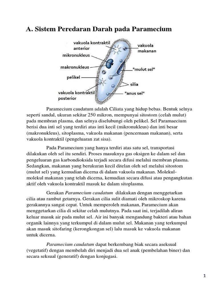 Materi Biologi Paramecium Pdf
