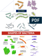 10 Bacterial Anatomy