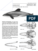 Cephalorhynchus Hectori (Van Beneden, 1881) : Delph Ceph 3 HCD