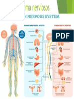 Sistema Nerviosos