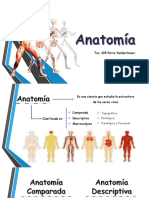 Diapositivas - GROEC - Anatomia