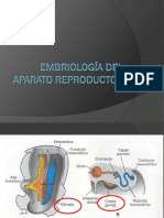 Embriología Del Aparato Reproductor