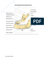 Anatomi Mandibula Dan Kelenjar Saliva PDF