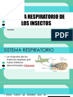 Sistema Respiratorio de Los Insectos