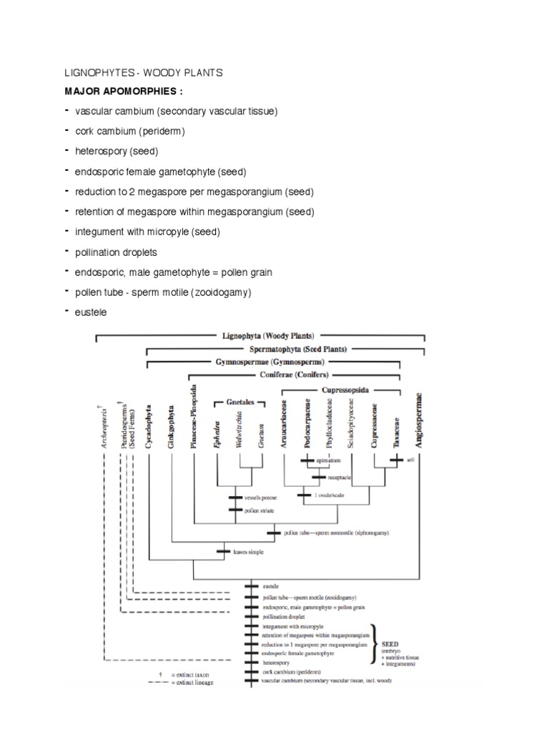 Seed Plant Evolution and Structures | PDF | Plant Reproduction | Plants