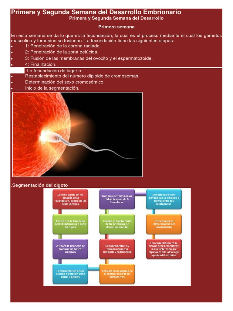 Primera y Segunda Semana Del Desarrollo Embrionario | PDF | Implantación  (embrión humano) | Placenta