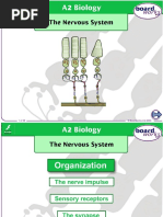 The Nervous System (3).ppt