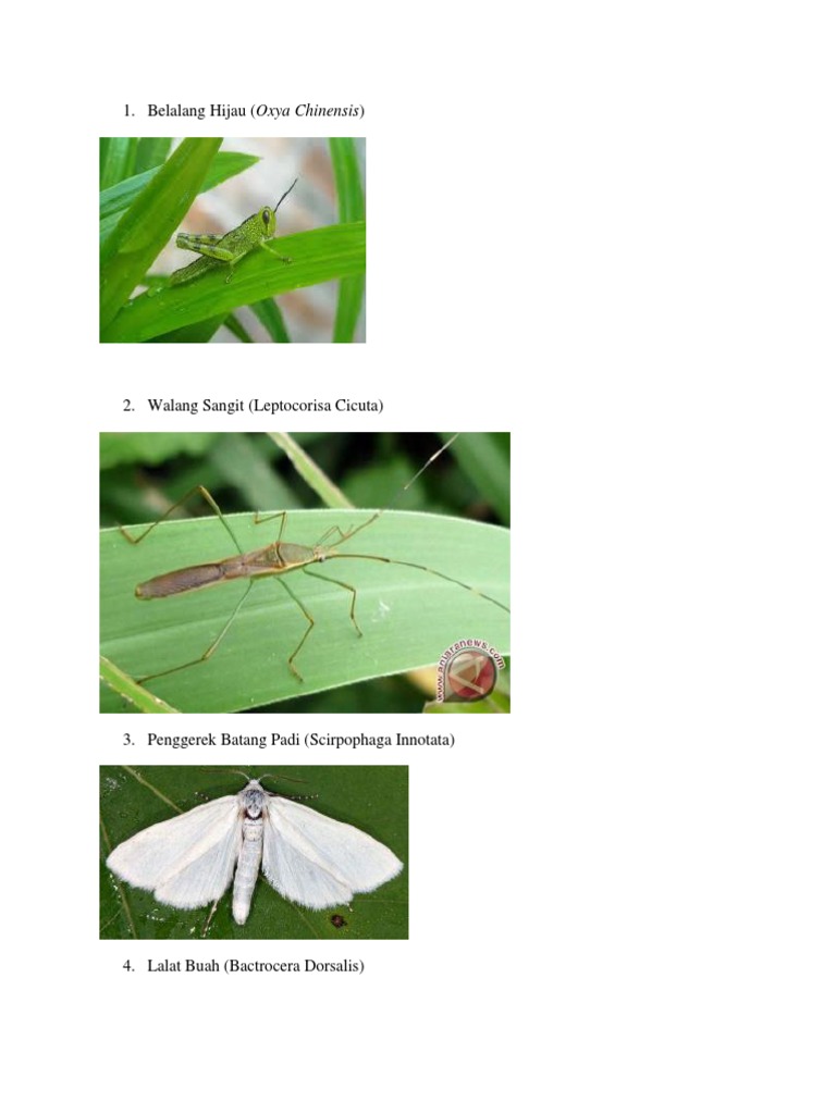 Belalang Hijau (Oxya Chinensis) | PDF
