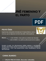 El Periné Femenino y El Parto