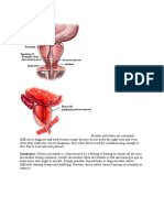 Symptoms: Chronic Prostatitis Is Characterized by A Feeling of Having To Urinate All The Time