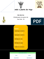Morfologia planta de trigo.pdf