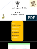 Morfologia Planta de Trigo PDF