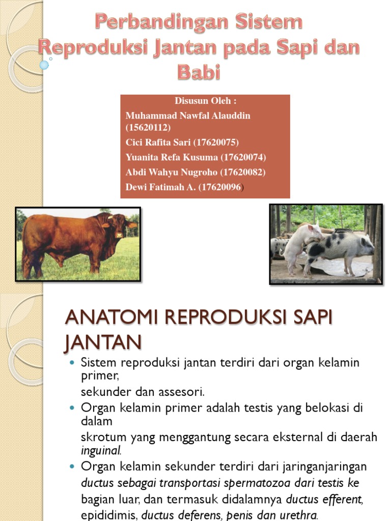 Anatomi Reproduksi Sapi Jantan | PDF