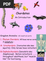 2 - intro to chordates