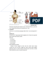 Anatomi Intestinum