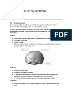 Craneo y Columna Vertebral