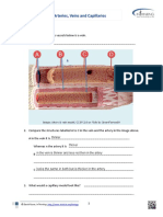 Questions: Blood Vessels - Arteries, Veins and Capillaries