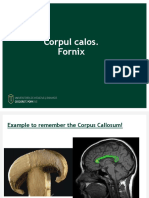 Corpus Calos