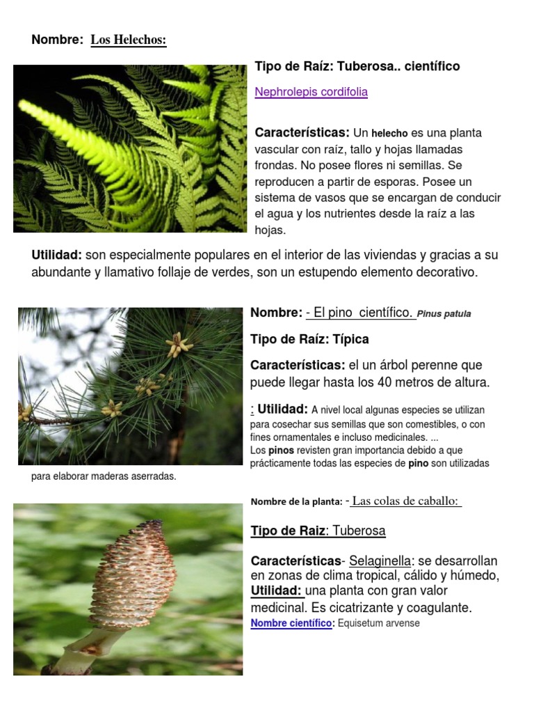 5 Plantas Con Nombre Cientifico | PDF | Rosa | Hoja