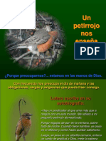 Petirrojo