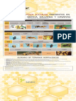 Lista de Véspidos Sociales Presentes en La Península Ibérica, Baleares y Canarias