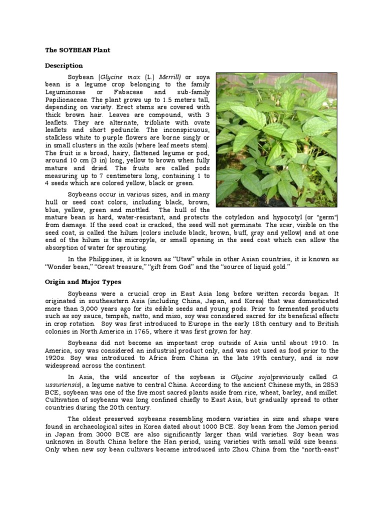 The SOYBEAN Plant Description Soybean Agriculture