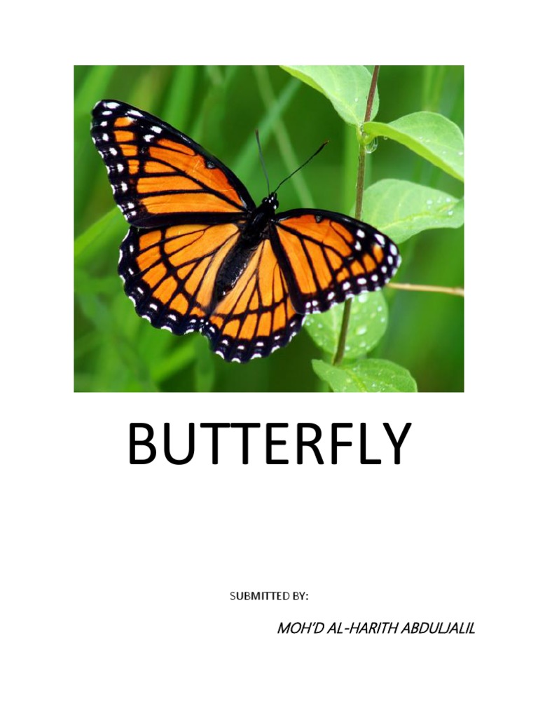 Butterfly PDF Download Guide | PDF