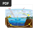 Ciclios biogeoquímicos