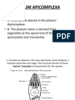 SubphylumSporozoa, 29, April.2013 2