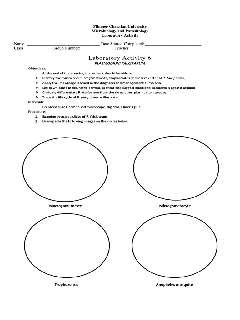 P. falciparum Lab Activity Guide | PDF | Plasmodium Falciparum | Malaria