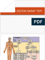 Fisiologi Sistem Saraf Tepi