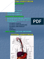 Histologi Sistem Pencernaan