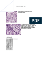 HISTOLOGIA