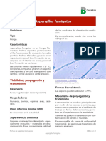 Ficha Aspergillus fumigatus.pdf