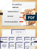 Protuberancia Anular