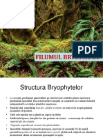 Filumul Bryophyta