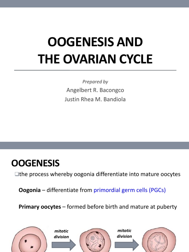 Oogenesis and The Ovarian Cycle: Angelbert R. Bacongco Justin Rhea M ...