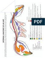 Ant Internal Anatomy Diagram