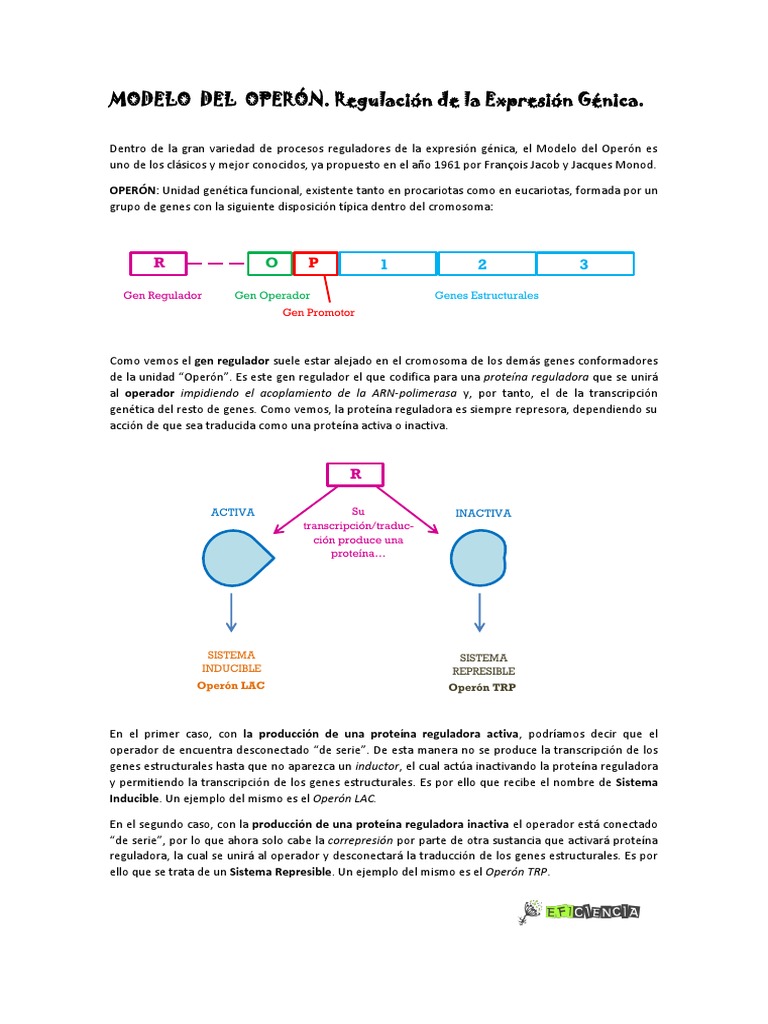 Modelo del Operón y Regulación Génica | PDF | Tecnología