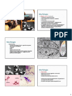 Toxoplasma Gondii PDF