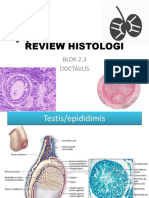 Review Histo Doctavus 2.3