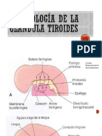 Embriología de La Glándula Tiroides