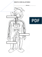 APARATO CIRCULATORIO